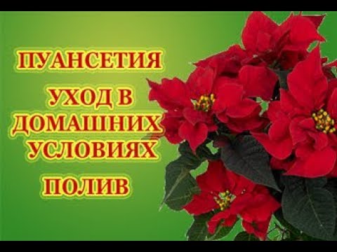 Пуансетия В Домашних Условиях Фото