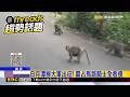 日月潭猴大軍出征！ 霸占馬路騎士全看傻@newsebc