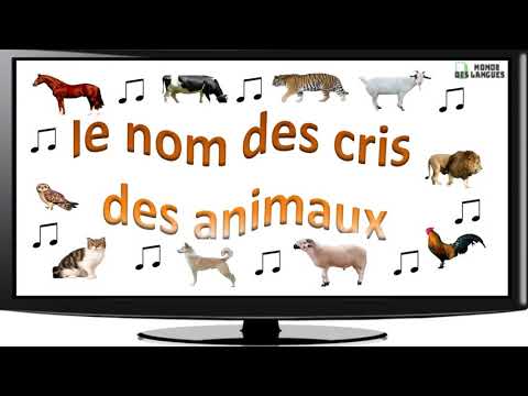 Vidéo: Comment Nommer Un âne