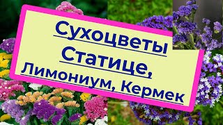 Сухоцвет Статице Кермек Лимониум. Описание Статице, особенности, как вырастить