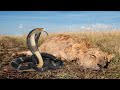 Lion In Danger When Confronting King Cobra