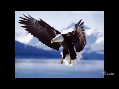 Aguila o Gallo Tu decision - YouTube