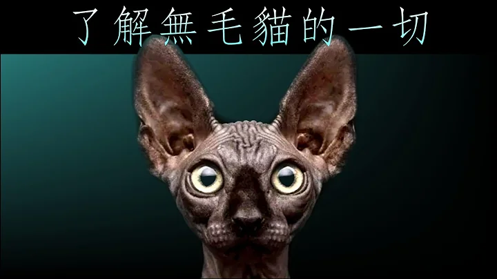 无毛猫（斯芬克斯猫）的十三个有趣真相 - 天天要闻