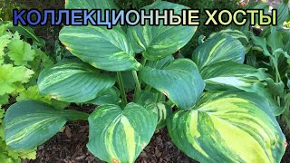 видео: Коллекционные сорта хост 2022 картинка: Коллекционные сорта хост 2022