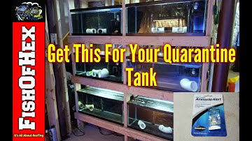 Seachem Ammonia Alert And Why I Use Them During Quarantine