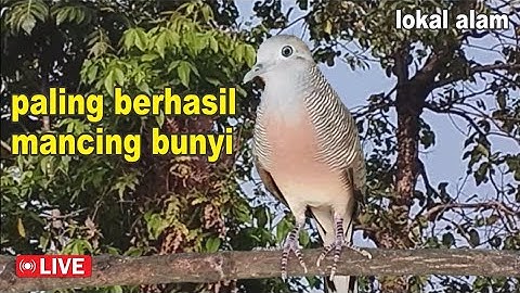 Perkutut Lokal Gacor iramanya BIKIN CEPAT NYAUT
