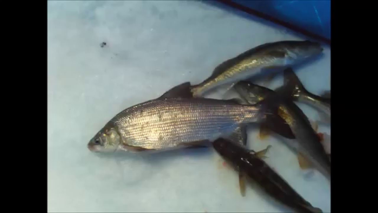 Red Lake Walleye YouTube