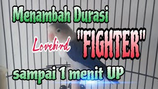 Menambah Durasi Lovebird Betina Fighter.. Hingga 1 menit UP