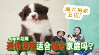 牧羊犬种适合城市饲养吗