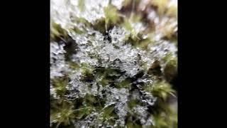 CIAN - CLARABOYA (snowfall edit)