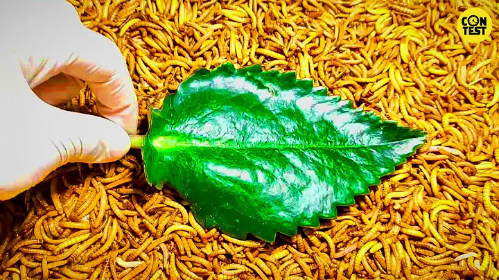 mealworm vs leaf /Mealworms eating vegetable leaf /11000 worms! - TimeLapse