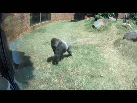 პრეტორია - ზოოპარკი - Zoo - Pretoria - კვირა, ‎ნოემბერი ‎18, ‎2018, ‏‎10:58:52 AM