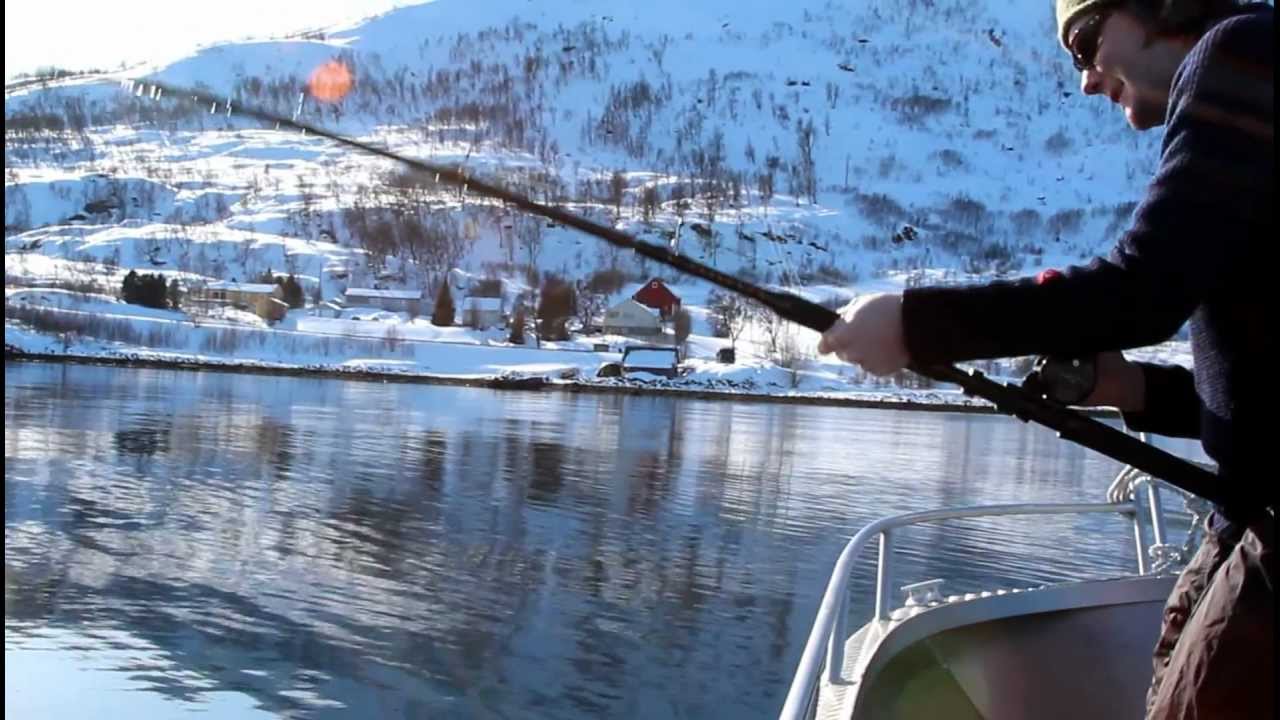 Fishing for Steinbit / Seawolf