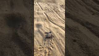 Hero Helps Baby Turtles Get To Ocean 🐢