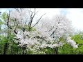 桜2016 戊辰桜 福島県西郷村 2016/4/30