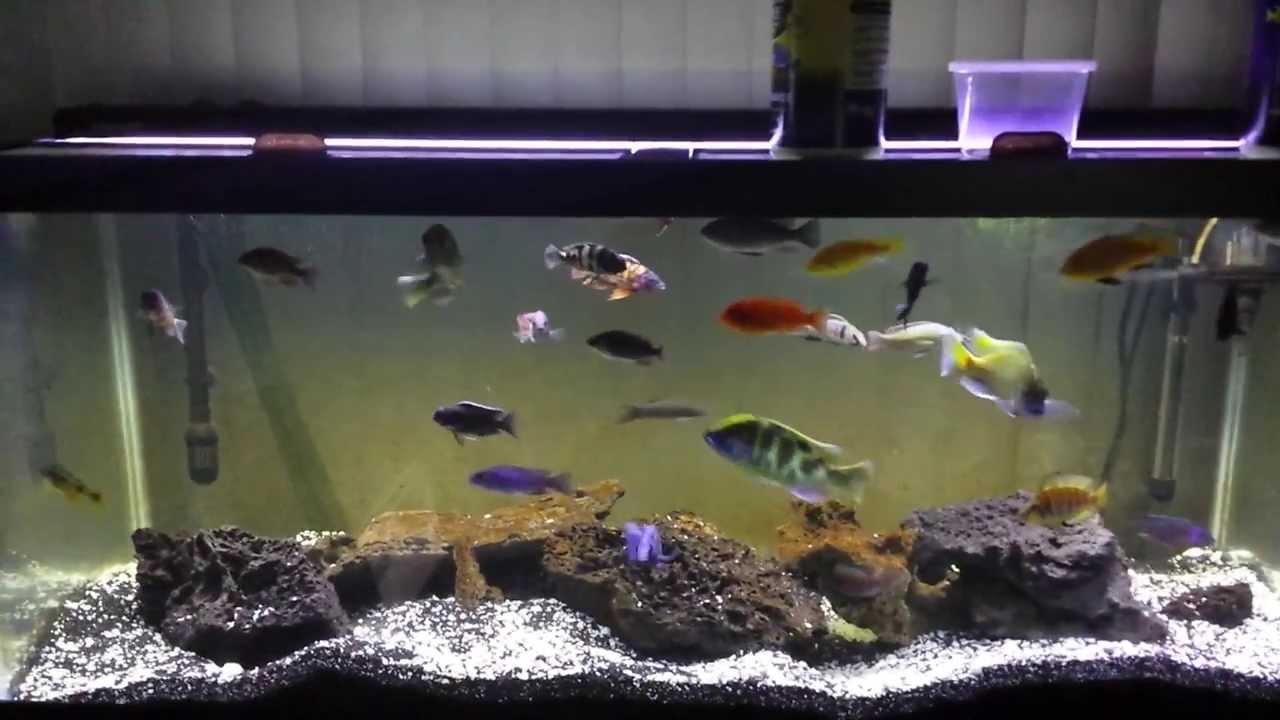 cichlid substrate