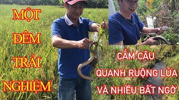 CẮM CÂU QUANH RUỘNG LÚA ( Dính rắn thật bất ngờ )