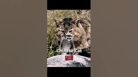 Cats Around the World 😳