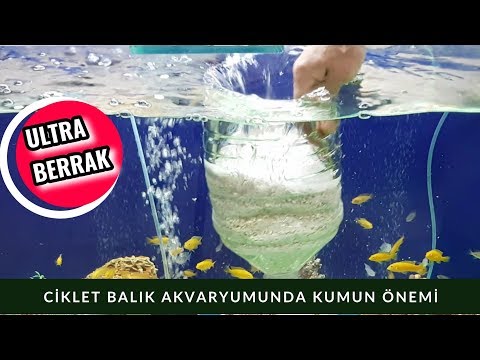 AKVARYUMDA KUM OLSA NE OLUR OLMASA NE OLUR, akvaryum balıkları