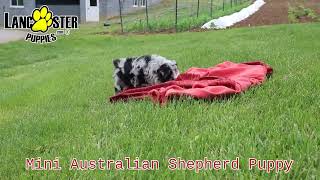 Happy Mini Australian Shepherd Puppy