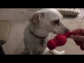 Dog Training: Putting Toys Away (Step 2 - Put it Back!)