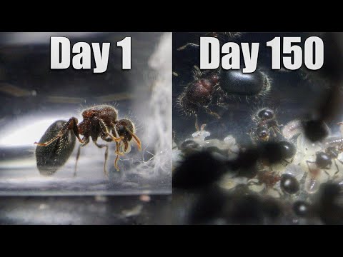 How My Favourite Ant Colony Grew From Nothing