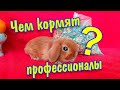 Чем кормят кроликов профессионалы?