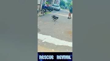 Best moment😲😱🫢 #dog catching #comedy #funny #funnymemes #shorts #shortsfeed #ytshorts