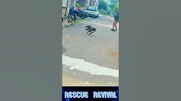 Best moment😲😱🫢 #dog catching #comedy #funny #funnymemes #shorts #shortsfeed #ytshorts