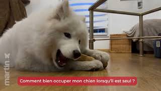 🐶 Comment occuper mon chien quand il est seul ? 🐾 – Minute Papillon EP.26