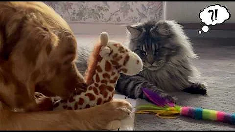 Video 10533671: dog maine coon, maine coon playing, funny maine coon