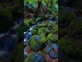 Rainforest Gallery #Victoria #Australia #outback #bushwalk #nature #asmr #travel #outdoors