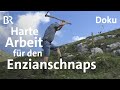 Enzian aus dem allgu wurzeln zum schnaps brennen  zwischen spessart und karwendel   doku  br