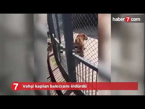 Kaplan bakıcısını öldürdü - Şok görüntüler