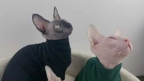 Video 9413401: sphynx cat sphinx, sphynxcat sphinx