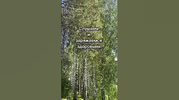 Пение соловья #орнитология #лечение #birds #птицы #ставрополь