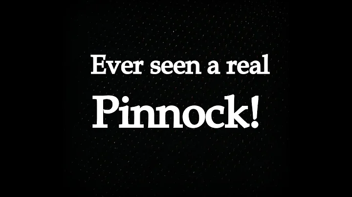 Alex Askaroff presents a Pinnock
