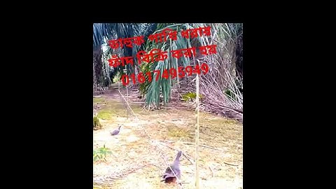Water hen bird trap handing.ruak ruak bird trap handing #bird #animaltrap