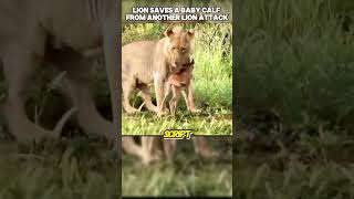 Lion Protecting Baby Deer From Other Lion