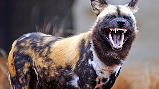 African wild dogs hunting