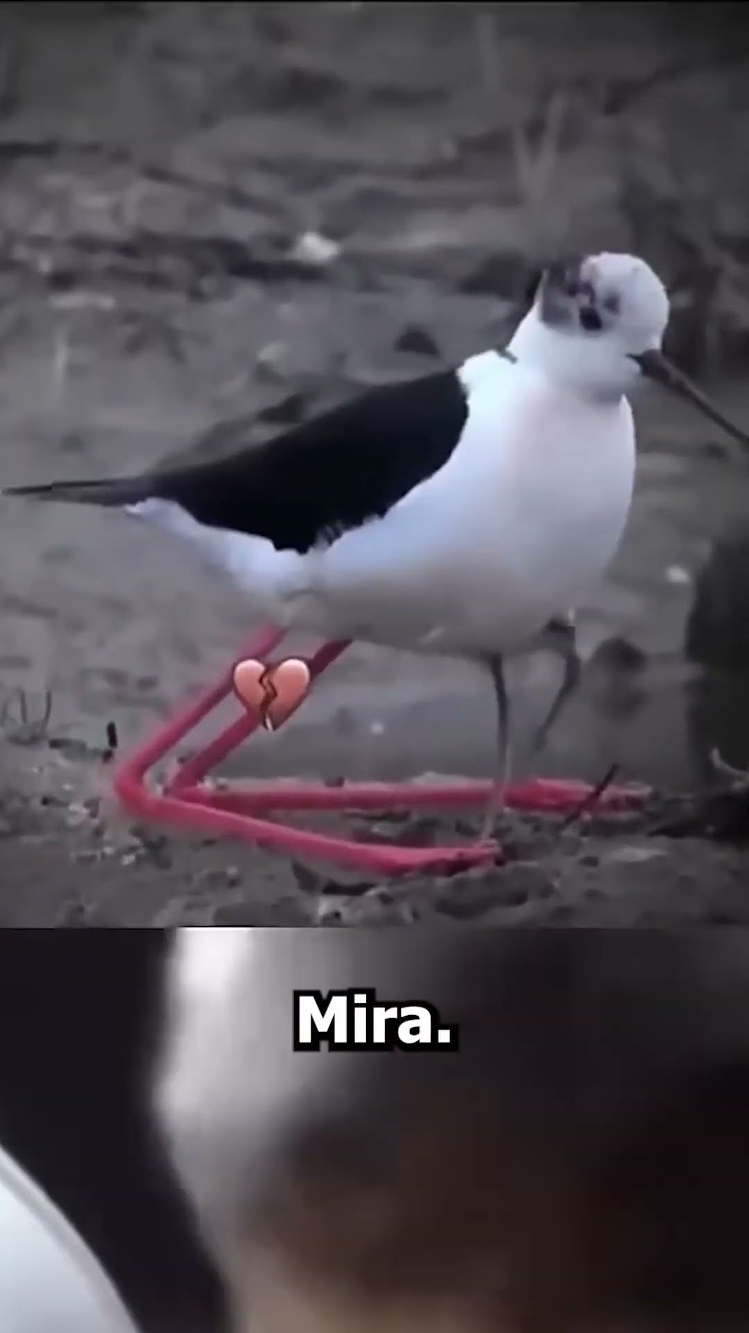 El NACIMIENTO más TRISTE?