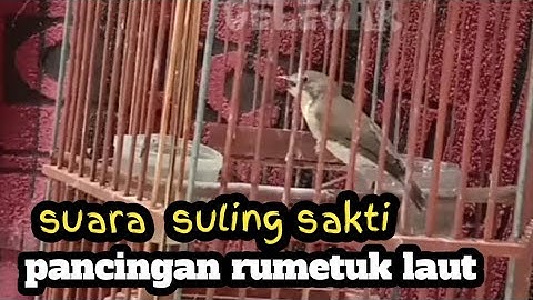 punya daya tarik tersendiri || suara merdu || rumetuk laut