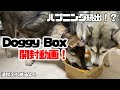 【DoggyBox】初めてのサプライズボックス【開封動画】