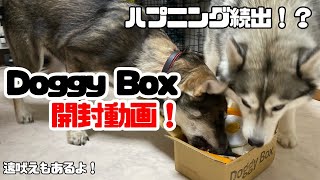 【DoggyBox】初めてのサプライズボックス【開封動画】