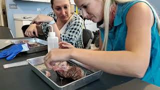 Lionfish dissection