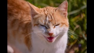 Meowing Cats - Funny Cats Compilation by Cats are Jerks 54 views 4 years ago 9 minutes, 56 seconds