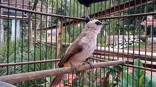 Trucukan rasa cucak rowo....paling gacor ampuh buat pancingan