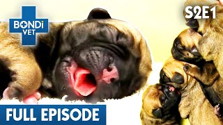 Entire Puppy Litter Not Breathing! 😱 | Bondi Vet Season 2 Ep1 | Bondi Vet Full Episodes