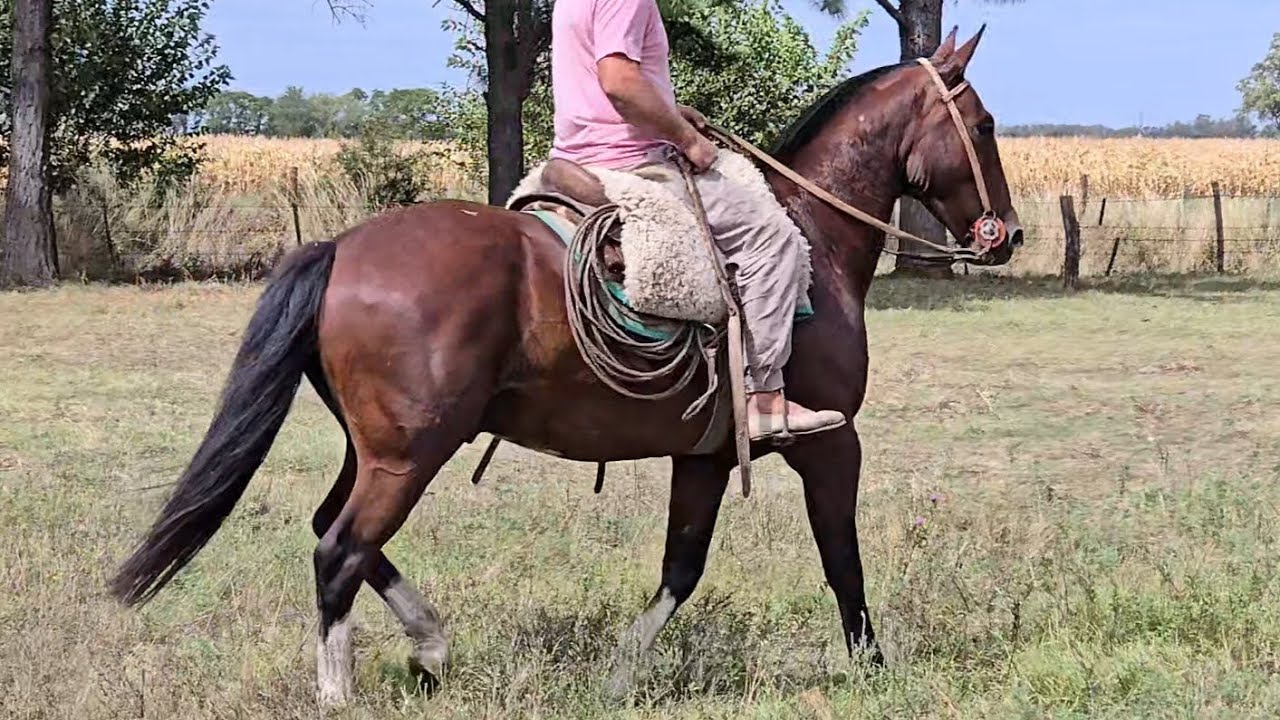 Criollo colorado, sin papales , nuevo manso y agil $3.000.000