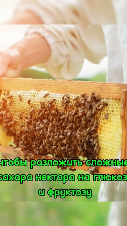 Как пчелы делают мёд?#пчеловодство#пчелы#мед#цветы#нектар#shorts - YouTube